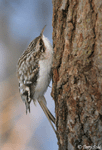 Brown Creeper - Certhia americana