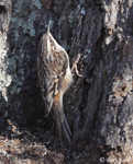 Brown Creeper - Certhia americana