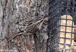 Brown Creeper - Certhia americana