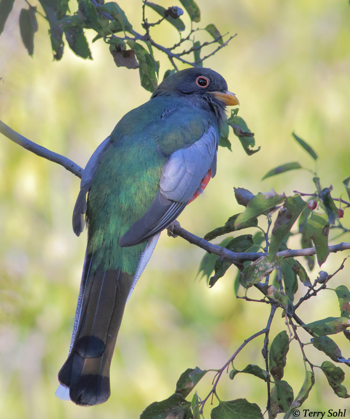 Elegant Trogon - Trogon elegans