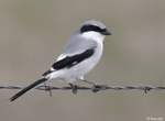 Loggerhead Shrike 10 - Lanius ludovicianus