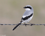 Loggerhead Shrike 11 - Lanius ludovicianus