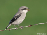 Loggerhead Shrike 2 - Lanius ludovicianus