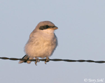 Loggerhead Shrike 3 - Lanius ludovicianus