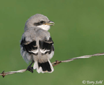 Loggerhead Shrike 4 - Lanius ludovicianus