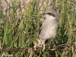 Loggerhead Shrike 5 - Lanius ludovicianus