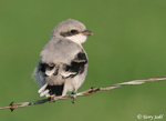 Loggerhead Shrike 7 - Lanius ludovicianus