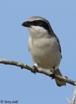 Loggerhead Shrike 8 - Lanius ludovicianus