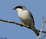 Loggerhead Shrike 9 - Lanius ludovicianus