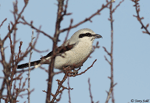 Northern Shrike 1 - Lanius borealis