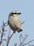Northern Shrike 3 - Lanius borealis