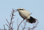 Northern Shrike 4 - Lanius borealis