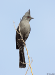 Phainopepla - Phainopepla nitens