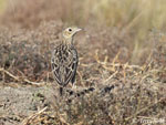 Sprague's Pipit - Anthus spragueii