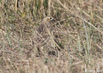 Sprague's Pipit - Anthus spragueii