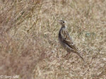 Sprague's Pipit - Anthus spragueii