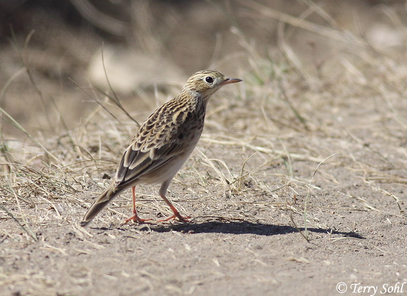 Sprague's Pipit - Anthus spragueii