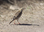 Sprague's Pipit - Anthus spragueii