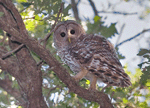 Barred Owl - Strix varia