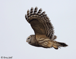 Barred Owl - Strix varia