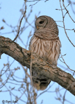 Barred Owl - Strix varia
