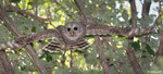 Barred Owl - Strix varia