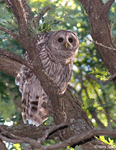 Barred Owl - Strix varia