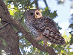 Barred Owl - Strix varia