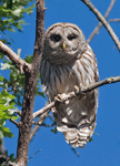Barred Owl - Strix varia