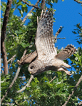 Barred Owl - Strix varia