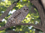 Barred Owl - Strix varia