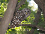 Barred Owl - Strix varia