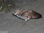 Burrowing Owl 14 - Athene cunicularia