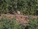 Burrowing Owl 15 - Athene cunicularia