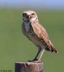 Burrowing Owl 19 - Athene cunicularia