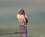 Burrowing Owl 1 - Athene cunicularia