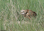 Burrowing Owl 20 - Athene cunicularia
