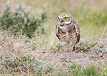 Burrowing Owl 21 - Athene cunicularia