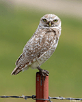Burrowing Owl 23 - Athene cunicularia