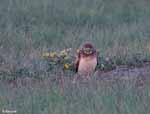 Burrowing Owl 3 - Athene cunicularia