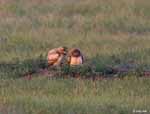 Burrowing Owl 4 - Athene cunicularia