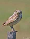 Burrowing Owl 5 - Athene cunicularia