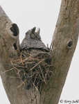 Great Horned Owl 4 - Bubo virginianus