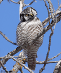Northern Hawk Owl 9 - Surnia ulula