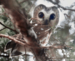 Northern Saw-whet Owl - Aegolius acadicus