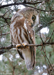 Northern Saw-whet Owl - Aegolius acadicus