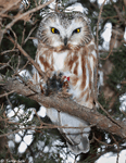 Northern Saw-whet Owl - Aegolius acadicus