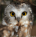 Northern Saw-whet Owl - Aegolius acadicus