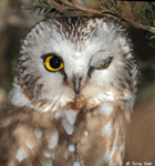 Northern Saw-whet Owl - Aegolius acadicus