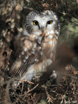 Northern Saw-whet Owl - Aegolius acadicus